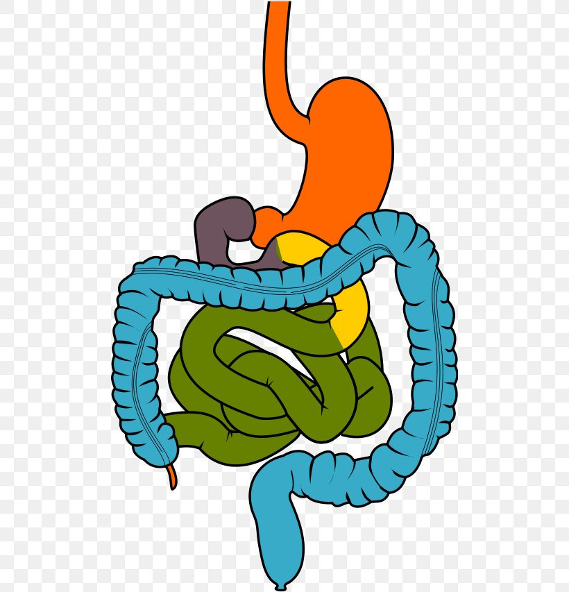 Clip Art Gastrointestinal Tract Digestion Gastrointestinal Disease Human Digestive System, PNG, 500x853px, Watercolor, Cartoon, Flower, Frame, Heart Download Free