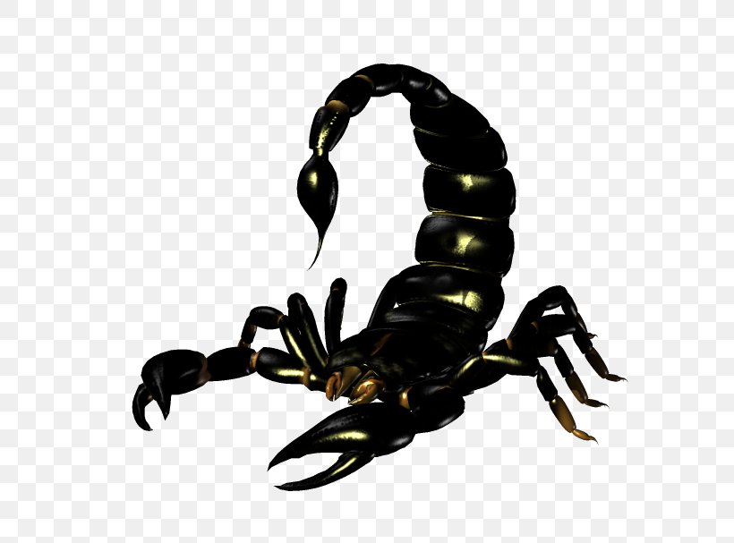 Emperor Scorpion Clip Art, PNG, 647x607px, Scorpion, Arthropod, Best, Digital Image, Drawing Download Free