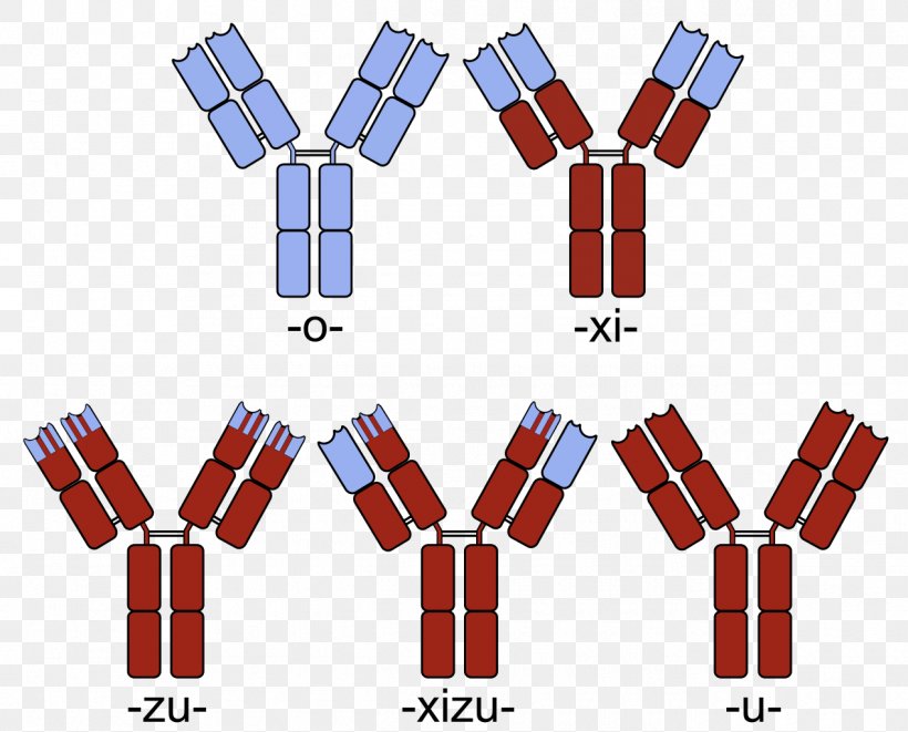 Humanized Antibody Monoclonal Antibody Fusion Protein Chimera, PNG, 1270x1024px, Humanized Antibody, Antibody, Antibodydrug Conjugate, Area, Chimera Download Free