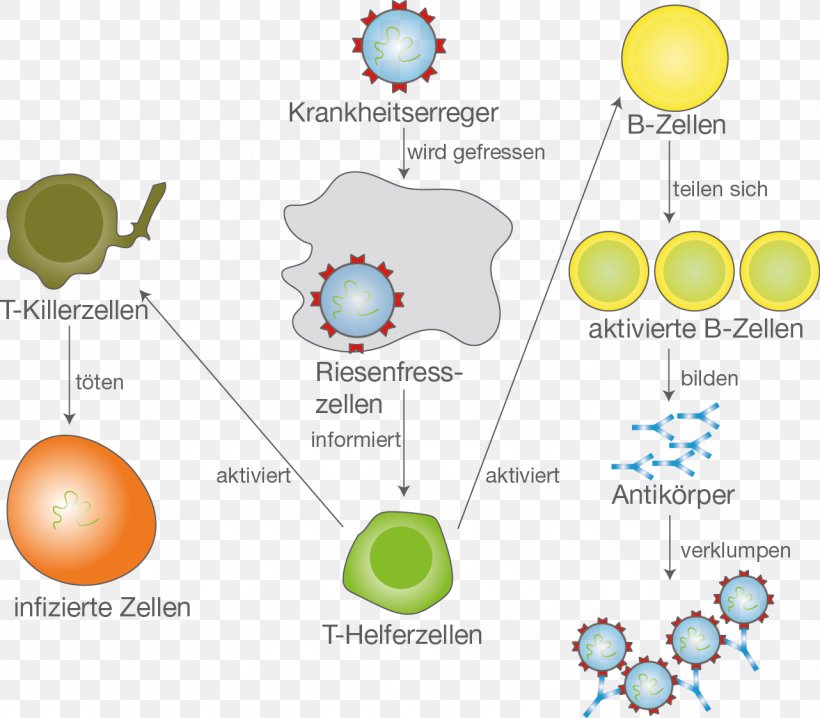 Immune System B Cell Monocyte Pathogen Immunization, PNG, 1282x1123px, Immune System, Area, B Cell, Body, Brand Download Free