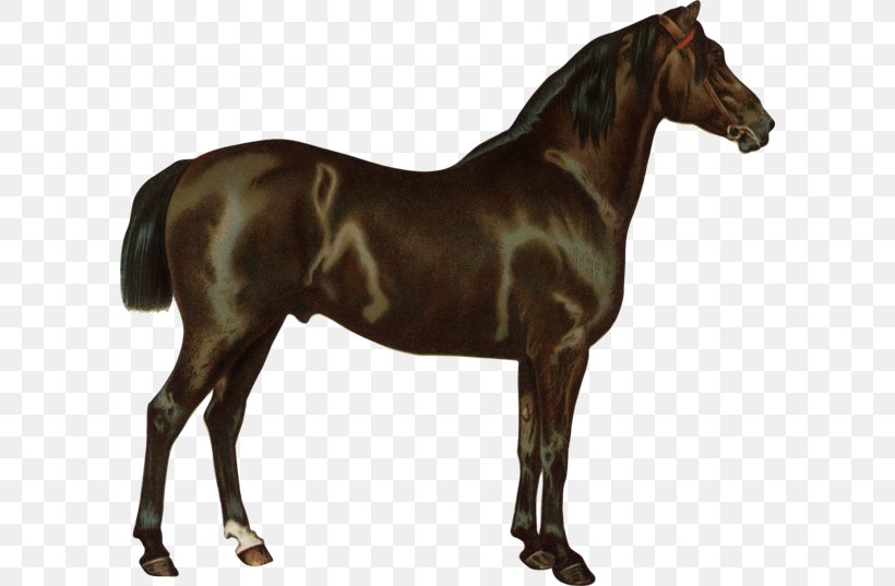 Criollo Thoroughbred American Quarter Horse Arabian Horse Stallion, PNG, 600x537px, Criollo, American Quarter Horse, Arabian Horse, Breed, Bridle Download Free