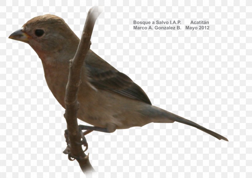 Finch Bird American Sparrows Beak Cuculiformes, PNG, 1024x724px, Finch, American Sparrows, Beak, Bird, Cuculiformes Download Free