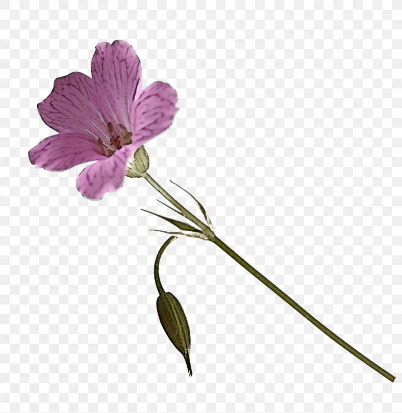 Flower Plant Petal Pedicel Wild Cranesbill, PNG, 1500x1540px, Flower, Geranium, Herbaceous Plant, Pedicel, Petal Download Free