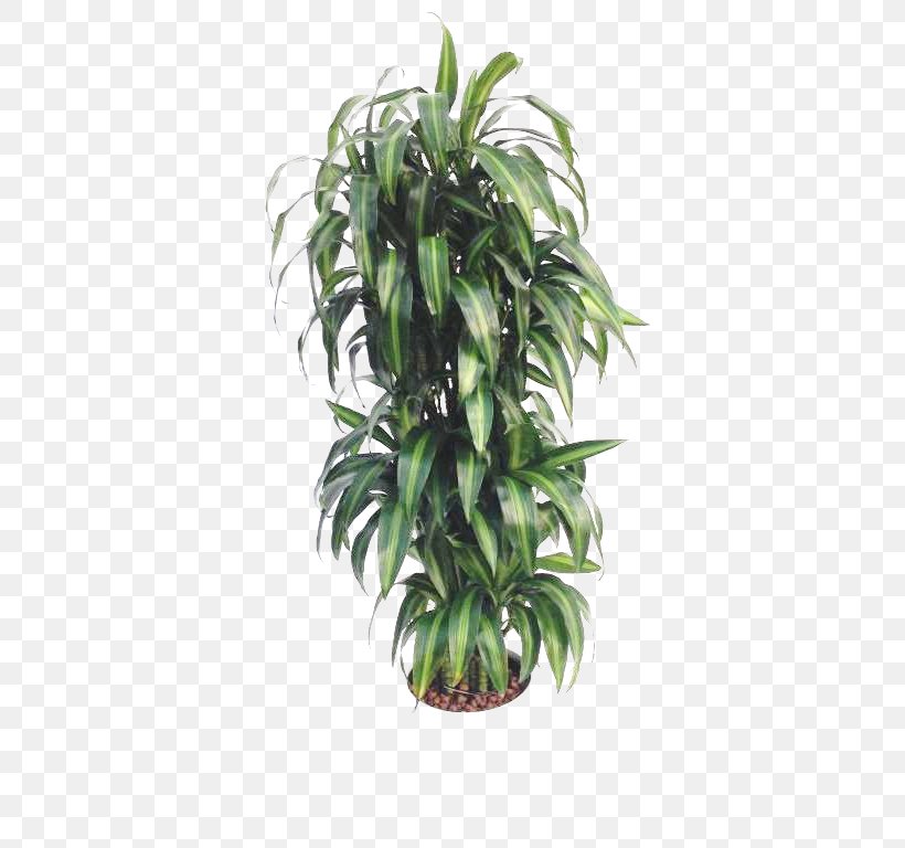 Flowerpot Tree Houseplant, PNG, 768x768px, Flowerpot, Evergreen, Houseplant, Plant, Tree Download Free