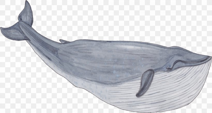 Balaenidae Whale Painting, PNG, 7804x4168px, Balaenidae, Baleen Whale, Blue Whale, Cetacea, Dolphin Download Free