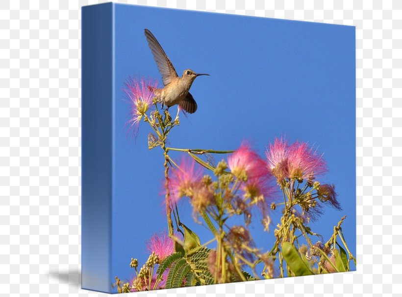 Hummingbird M Fauna Beak Sky Plc, PNG, 650x607px, Hummingbird, Beak, Bird, Fauna, Flora Download Free