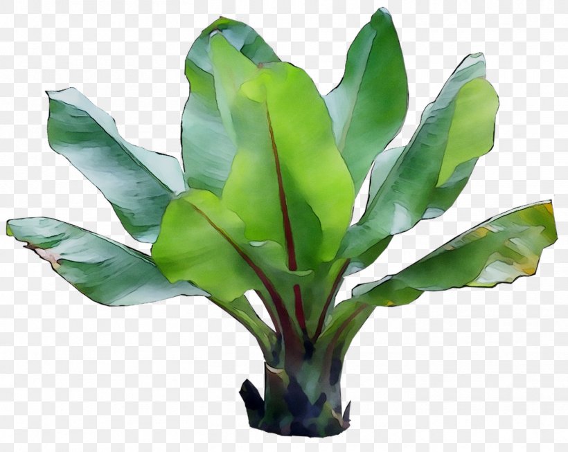Leaf Plant Stem Plants, PNG, 1411x1125px, Leaf, Aquarium Decor, Flower, Flowering Plant, Flowerpot Download Free