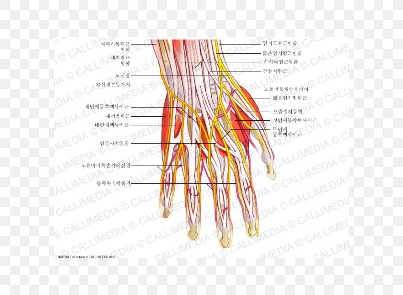 Nerve Hand Muscle Nervous System Human Anatomy, PNG, 600x600px, Watercolor, Cartoon, Flower, Frame, Heart Download Free