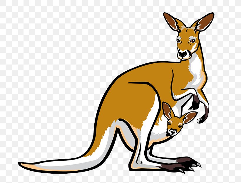 Red Kangaroo Pouch Illustration, PNG, 800x624px, Red Kangaroo, Dog Like Mammal, Fauna, Kangaroo, Macropodidae Download Free
