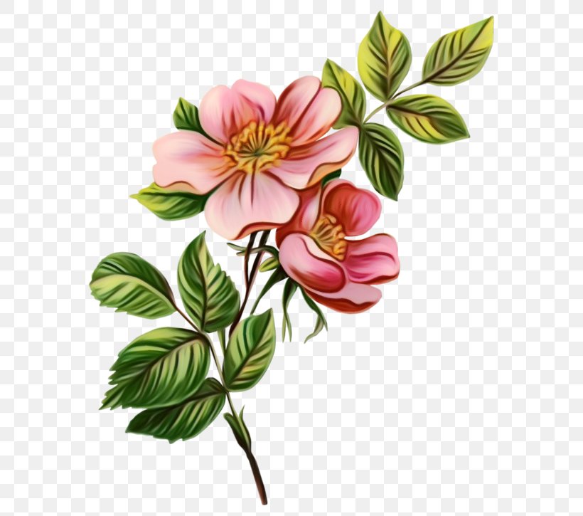 Clip Art Botanical Illustration Rose Flower, PNG, 600x725px, Botanical Illustration, Blossom, Botany, Chinese Peony, Decorative Arts Download Free