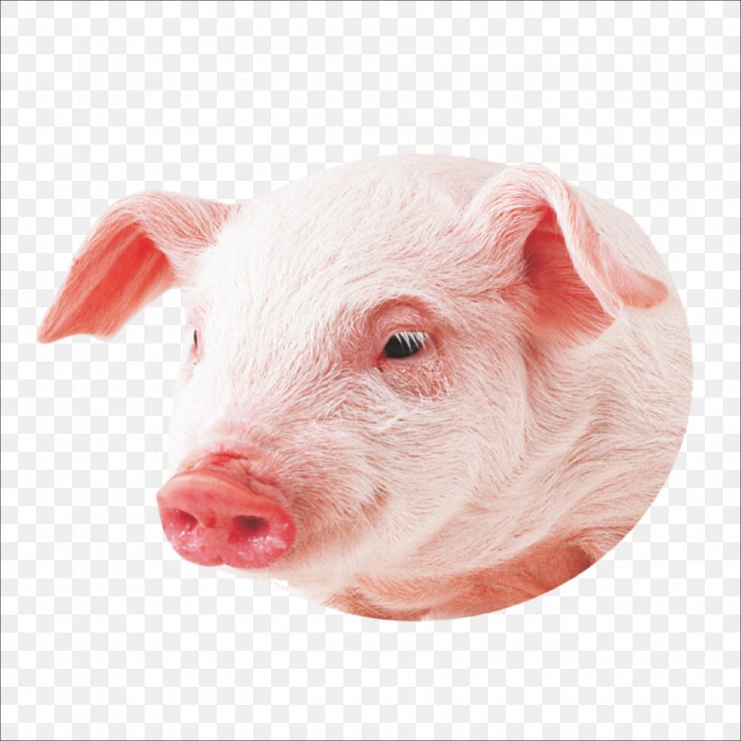Co Pig Miniature Pig Wallpaper, PNG, 1773x1773px, Co Pig, Display Resolution, Domestic Pig, Eventoed Ungulate, Hogs And Pigs Download Free