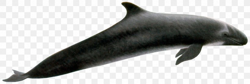 Common Bottlenose Dolphin Tucuxi Rough-toothed Dolphin White-beaked Dolphin Porpoise, PNG, 1691x572px, Common Bottlenose Dolphin, Animal Figure, Bottlenose Dolphin, Dolphin, False Killer Whale Download Free