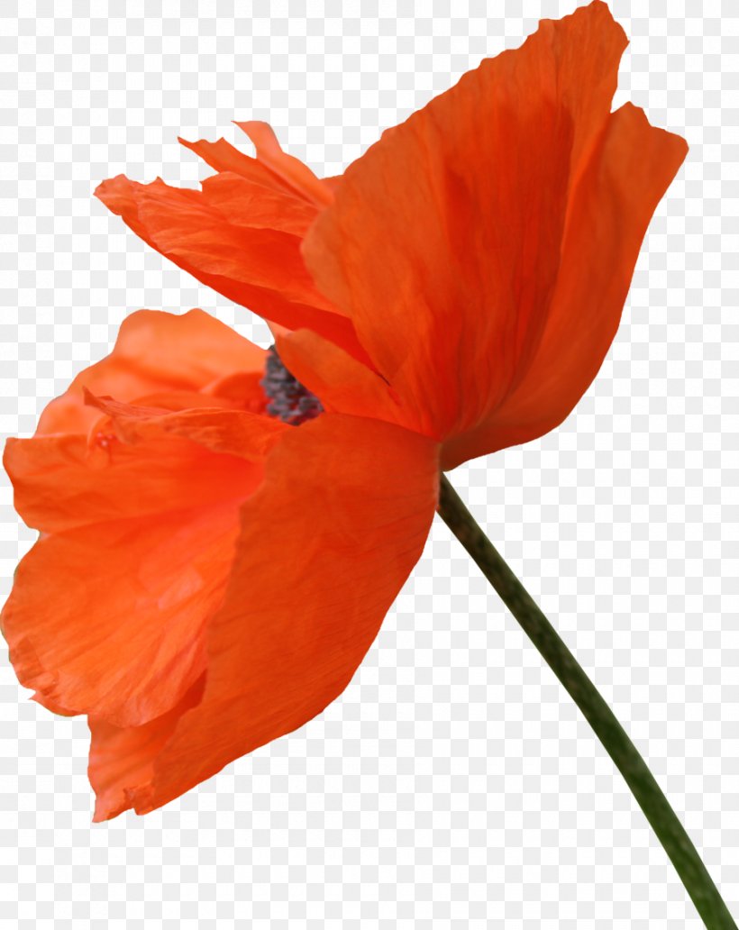 Common Poppy Opium Poppy Remembrance Poppy, PNG, 900x1133px, Poppy, Common Poppy, Coquelicot, Flower, Flowering Plant Download Free