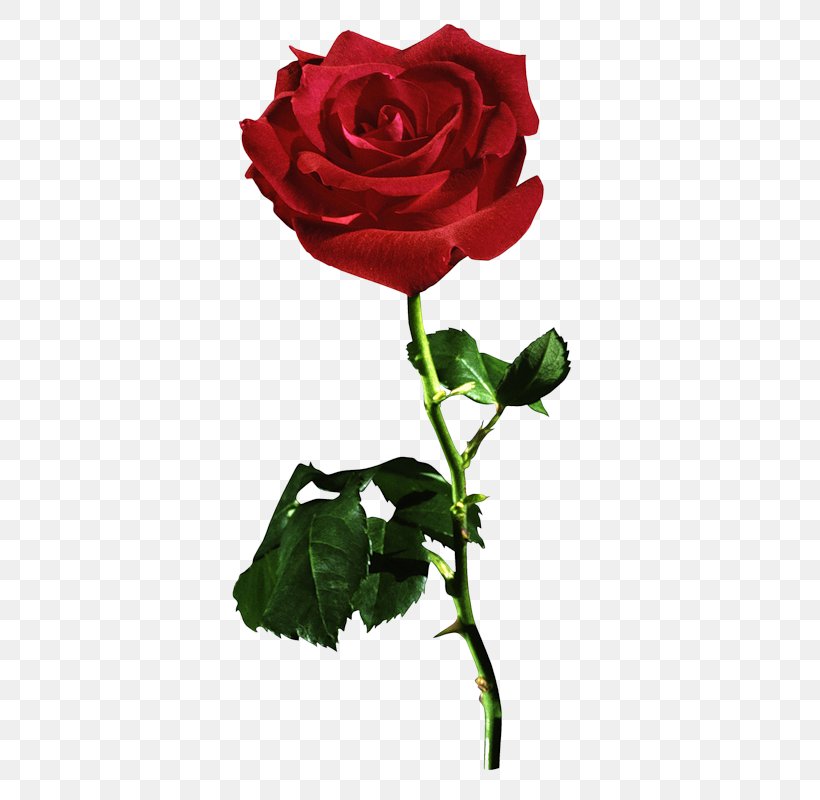 Garden Roses Blue Rose Desktop Wallpaper Flower, PNG, 401x800px, Rose, Black Rose, Blue, Blue Rose, China Rose Download Free