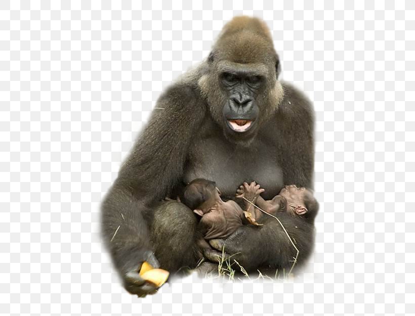 Gorilla Animal Ape Harambe Hug, PNG, 500x625px, Gorilla, Animal, Animal Welfare, Ape, Bird Download Free