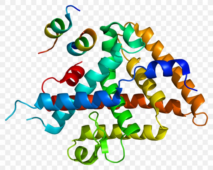 Liver Receptor Homolog-1 Amylase Lipase Wikipedia Protein, PNG, 1073x860px, Amylase, Animal Figure, Area, Artwork, Catalysis Download Free