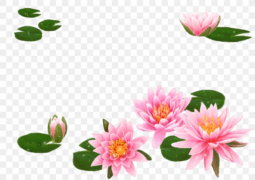 Nelumbo Nucifera Flower Water Lily Lilium Wallpaper, PNG, 2000x1414px,  Nelumbo Nucifera, Bud, Dahlia, Flora, Floral Design