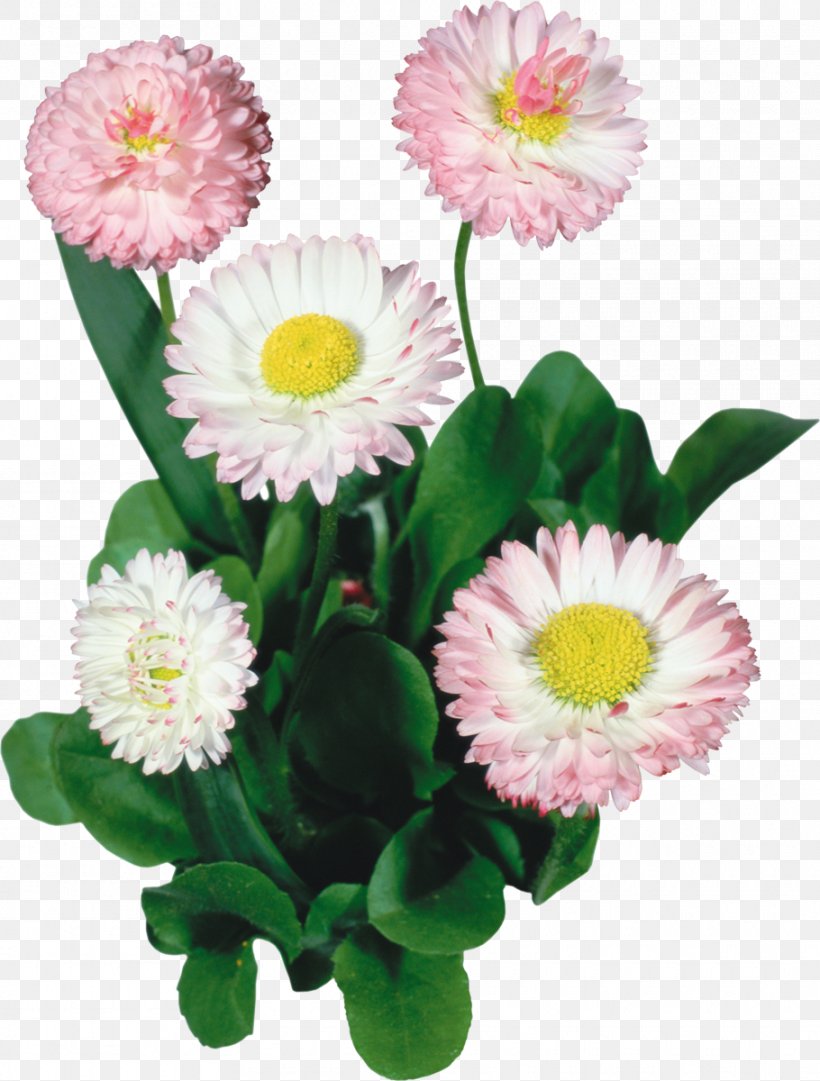 Common Daisy Flower Image Photography, PNG, 910x1200px, Common Daisy, Annual Plant, Artificial Flower, Aster, Cartoon Download Free