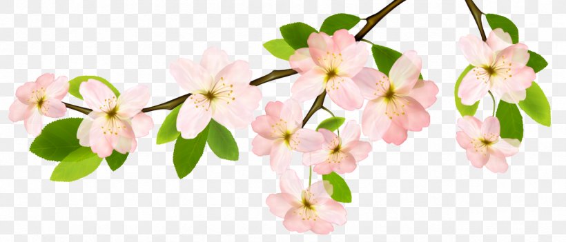 Royalty-free Clip Art, PNG, 1279x549px, Royaltyfree, Blossom, Branch, Bud, Cherry Blossom Download Free