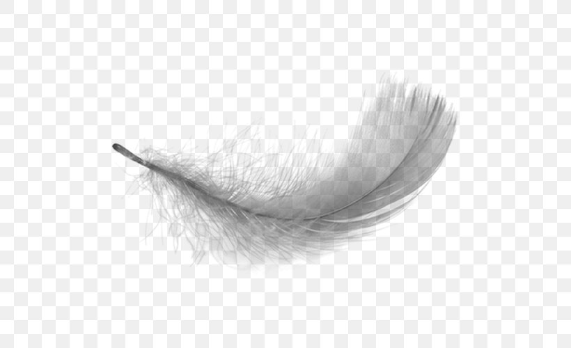 White Feather, PNG, 500x500px, Feather, Bird, Black And White, Close Up, Monochrome Download Free