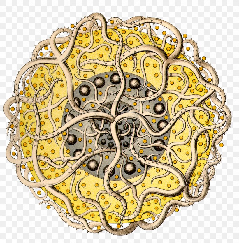 Art Forms In Nature: The Prints Of Ernst Haeckel Be Dandy Radiolaria Protozoa Phaeodarea, PNG, 958x975px, Radiolaria, Amoeba, Art, Basil Ede, Brooch Download Free