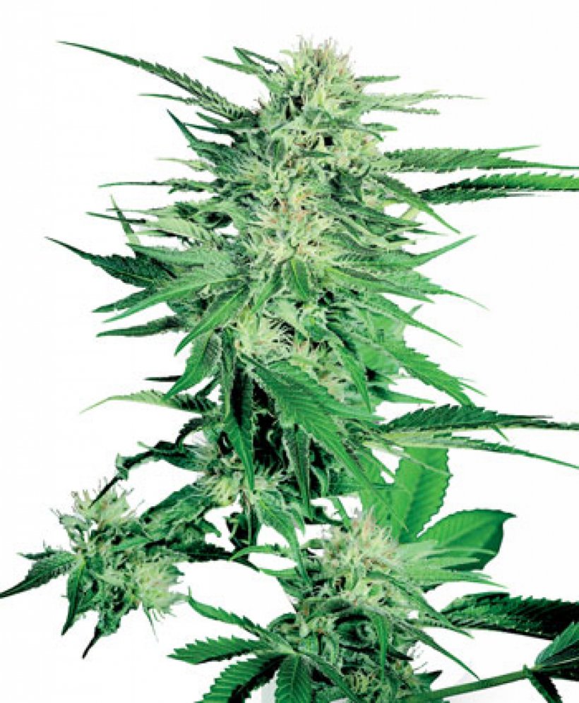 Cannabis Bud Seed Marijuana Flowering Plant, PNG, 1317x1600px, Cannabis, Afghanica, Autoflowering Cannabis, Bud, Flowering Plant Download Free