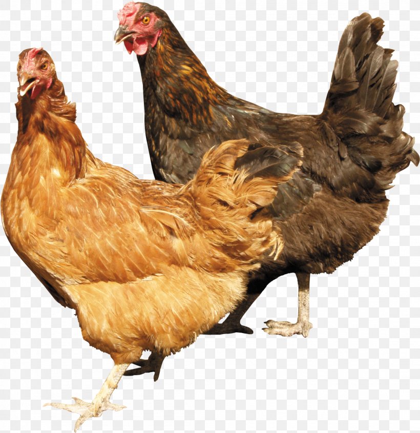 Chicken Cattle Farm Livestock, PNG, 2206x2274px, Chicken, Beak, Bird, Broiler, Chicken Coop Download Free