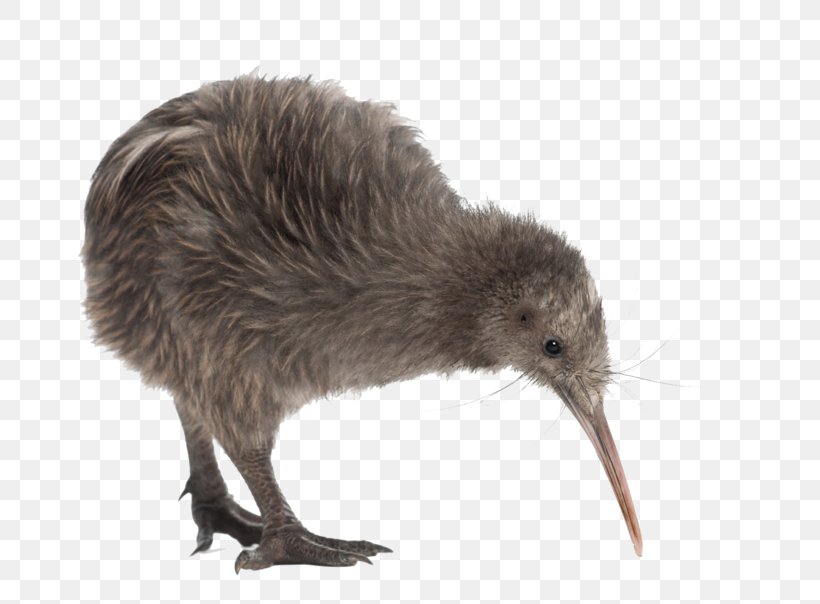 Flightless Bird Beak North Island Brown Kiwi Southern Brown Kiwi, PNG, 800x604px, Bird, Animal, Beak, Egg, Fauna Download Free