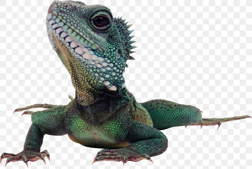 Lizard Komodo Dragon Reptile Green Iguana, PNG, 1802x1212px, Lizard, Agama, Agamidae, Bearded Dragons, Cage Download Free