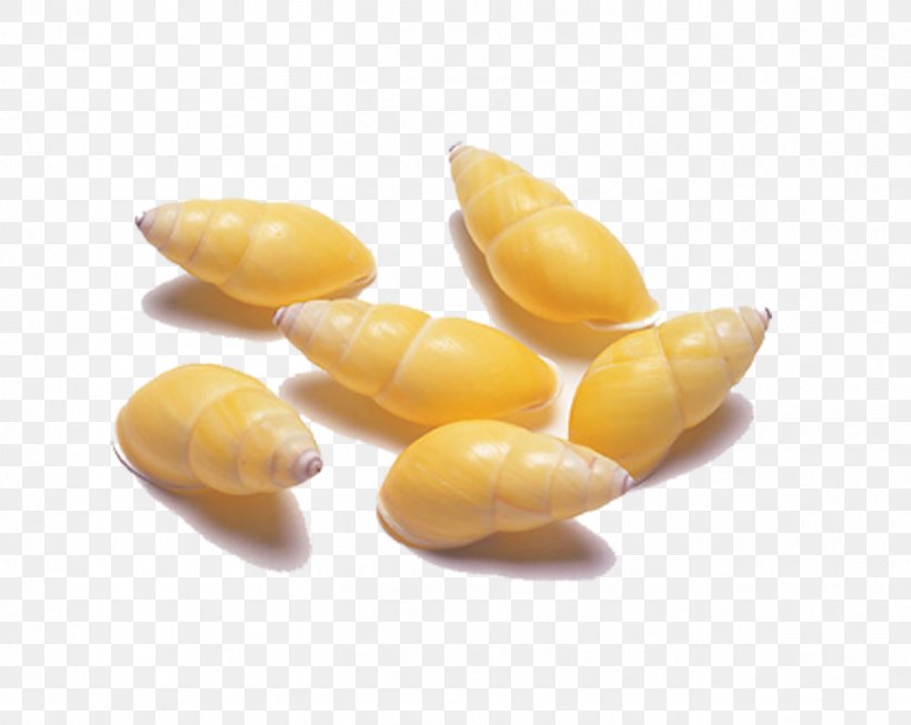 Seashell Shellfish Mollusc Shell, PNG, 1362x1085px, Seashell, Commodity, Conch, Corn Kernels, Gratis Download Free