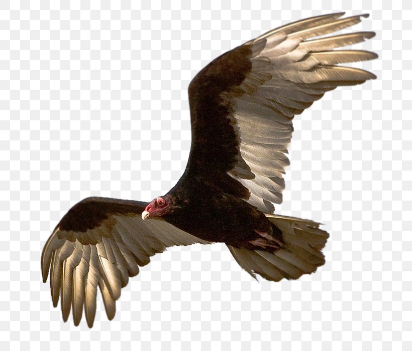 Turkey Vulture Blog Olfaction, PNG, 700x700px, Turkey Vulture, Accipitriformes, Bald Eagle, Beak, Bird Download Free