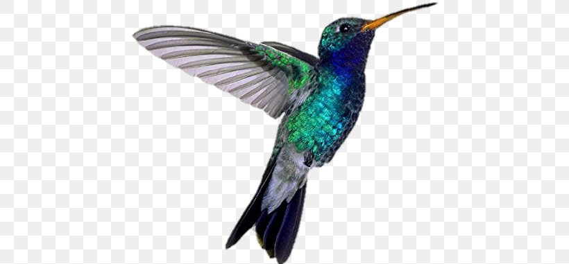 Broad-billed Hummingbird Blue-throated Mountaingem, PNG, 450x381px, Hummingbird, Animal, Beak, Bird, Blue Download Free