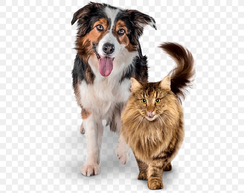 Cat Food Dog Food Dog–cat Relationship, PNG, 544x648px, Cat, Australian Shepherd, Breed, Cat Food, Cat Like Mammal Download Free