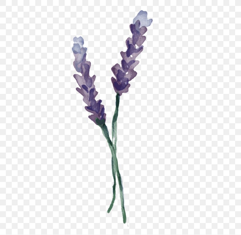 English Lavender Twig Plant Stem, PNG, 800x801px, English Lavender, Branch, Flower, Flowering Plant, Lavender Download Free