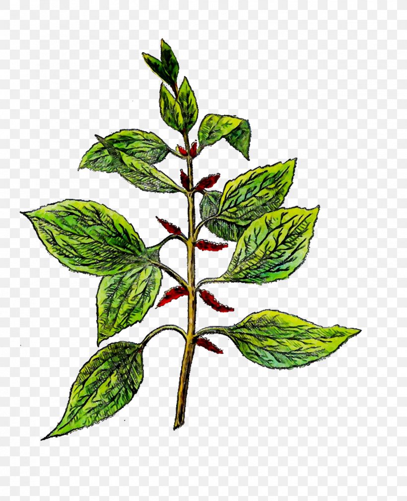 Leaf Herbalism Plant Stem Branching, PNG, 1453x1791px, Leaf, Botany, Branching, Flower, Flowering Plant Download Free