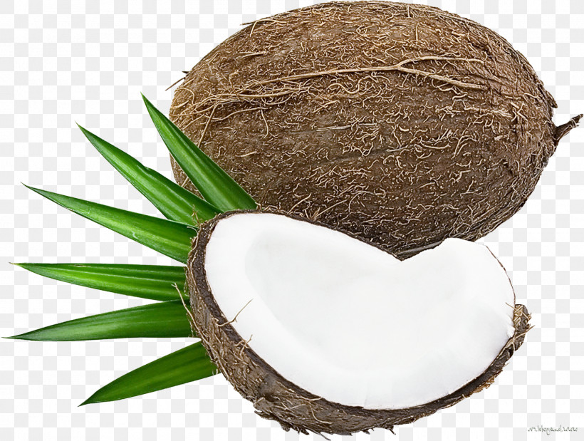Palm Tree, PNG, 1600x1209px, Coconut, Arecales, Attalea Speciosa, Coconut Water, Palm Tree Download Free