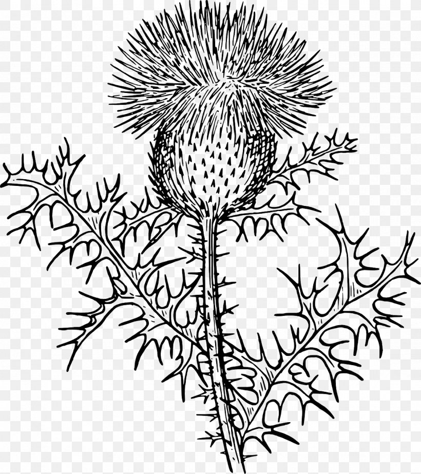 Thistle Cirsium Vulgare Cardoon Clip Art, PNG, 1137x1280px, Thistle, Artwork, Black And White, Branch, Cardoon Download Free