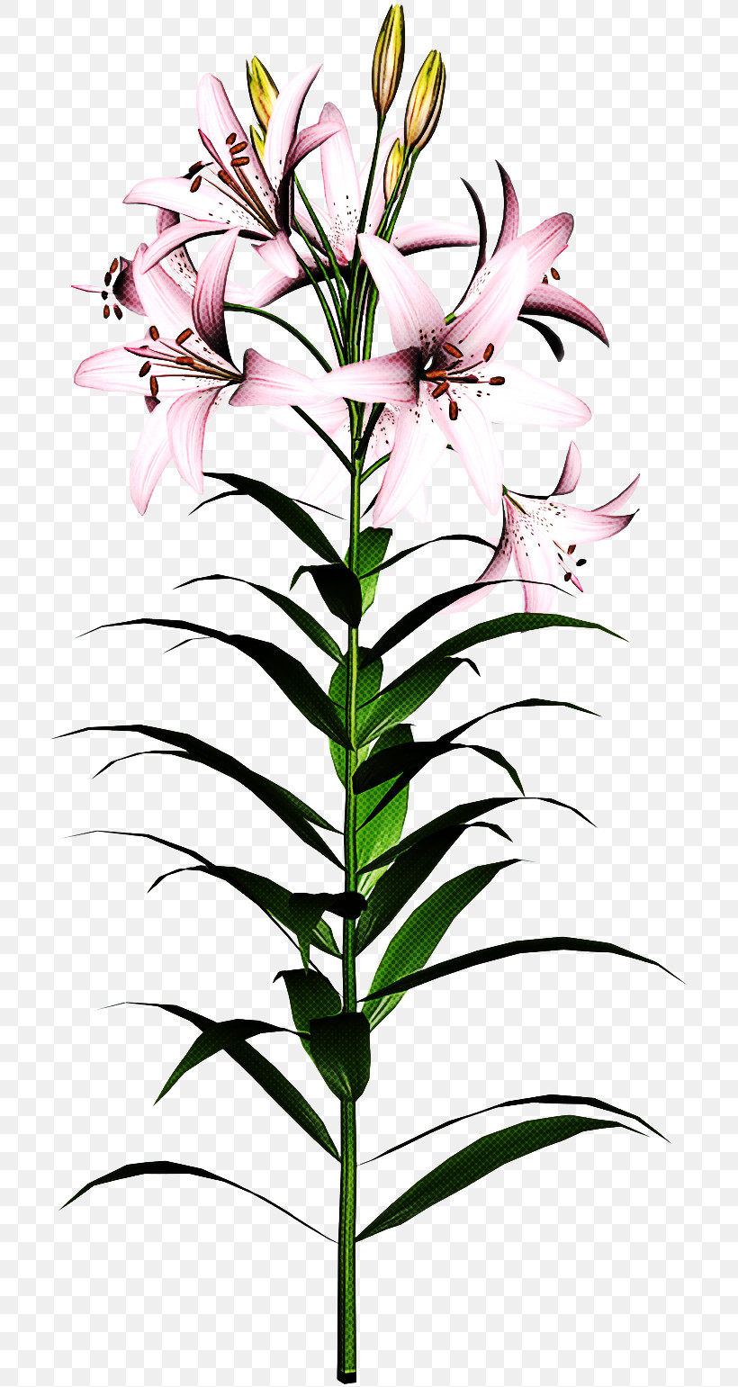 Flower Plant Lily Tiger Lily Pedicel, PNG, 717x1541px, Flower, Cooktown Orchid, Herbaceous Plant, Lily, Lily Family Download Free