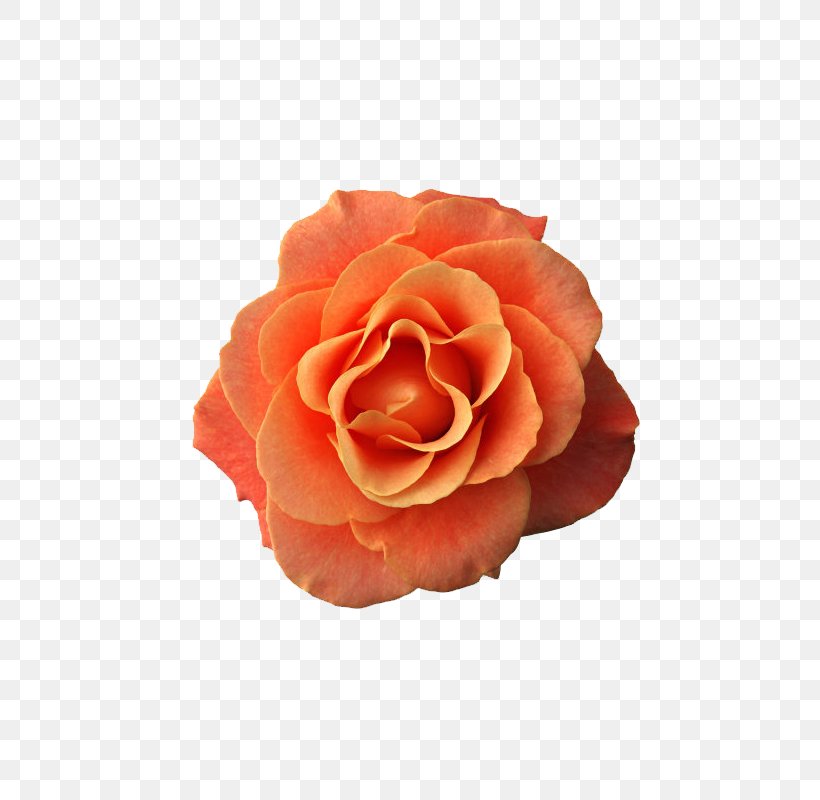 Garden Roses Flower Pink Floral Design, PNG, 800x800px, Rose, Blue, Clothing, Cut Flowers, Dress Download Free