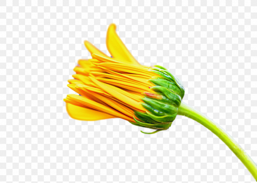 Vegetable Yellow Flower, PNG, 1920x1372px, Vegetable, Flower, Yellow Download Free