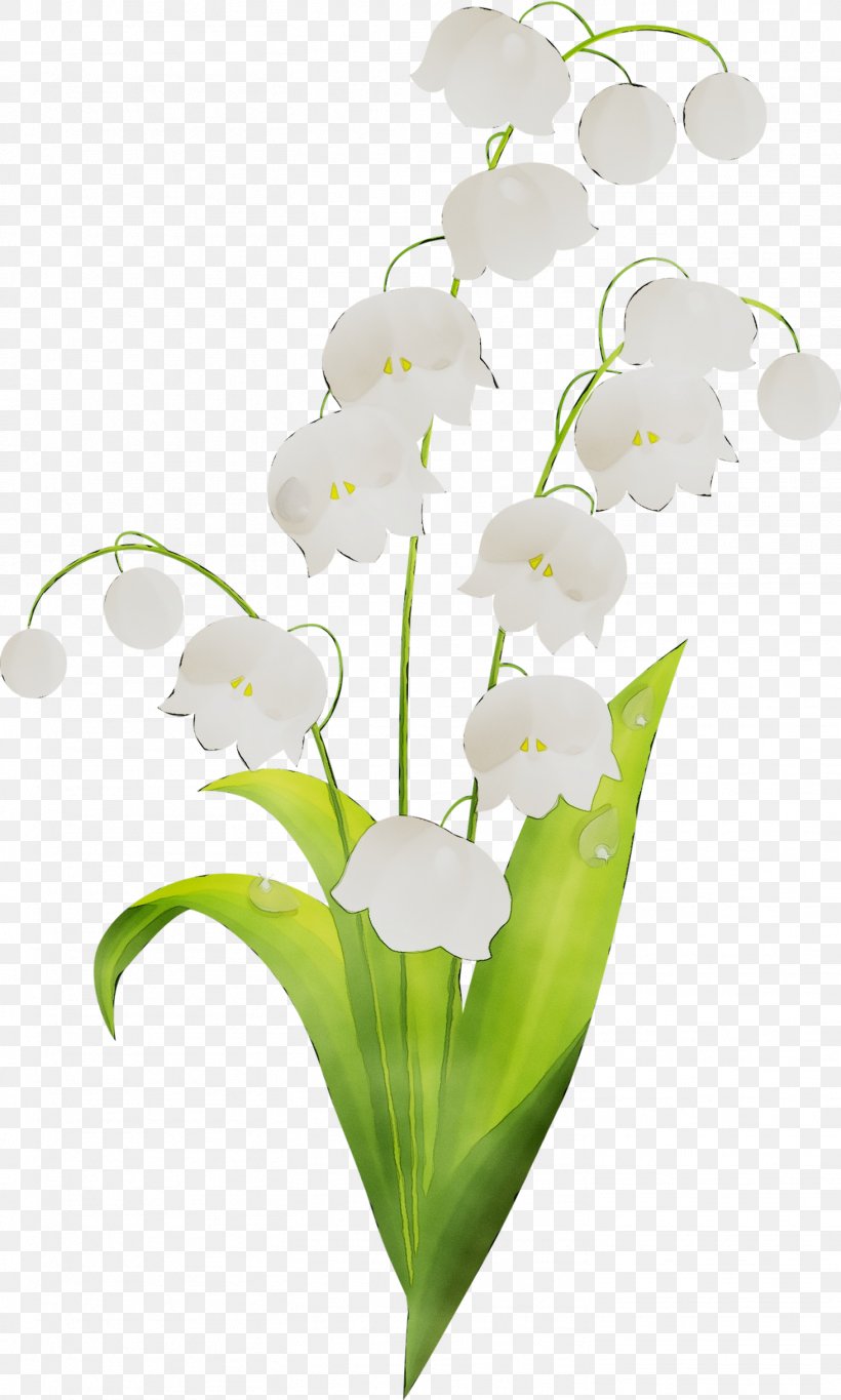 Floral Design Cut Flowers Moth Orchids Plant Stem, PNG, 1463x2436px, Floral Design, Arum Family, Botany, Cut Flowers, Dendrobium Download Free