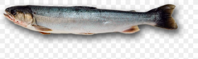 Sardine Fish Products Chignik Lake Oily Fish, PNG, 3000x900px, Sardine, Animal Source Foods, Bony Fish, Dolly Varden Trout, Fish Download Free