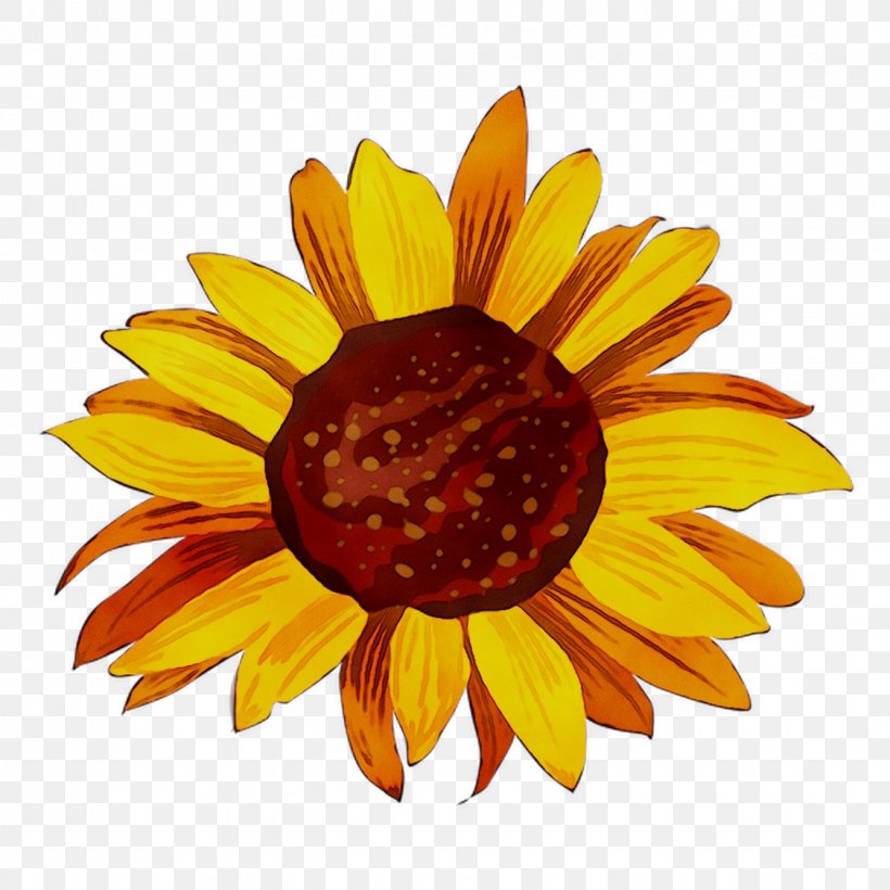 Yellow Sunflower Chrysanthemum Dress, PNG, 1125x1125px, Yellow, Asterales, Blackeyed Susan, Calendula, Chrysanthemum Download Free