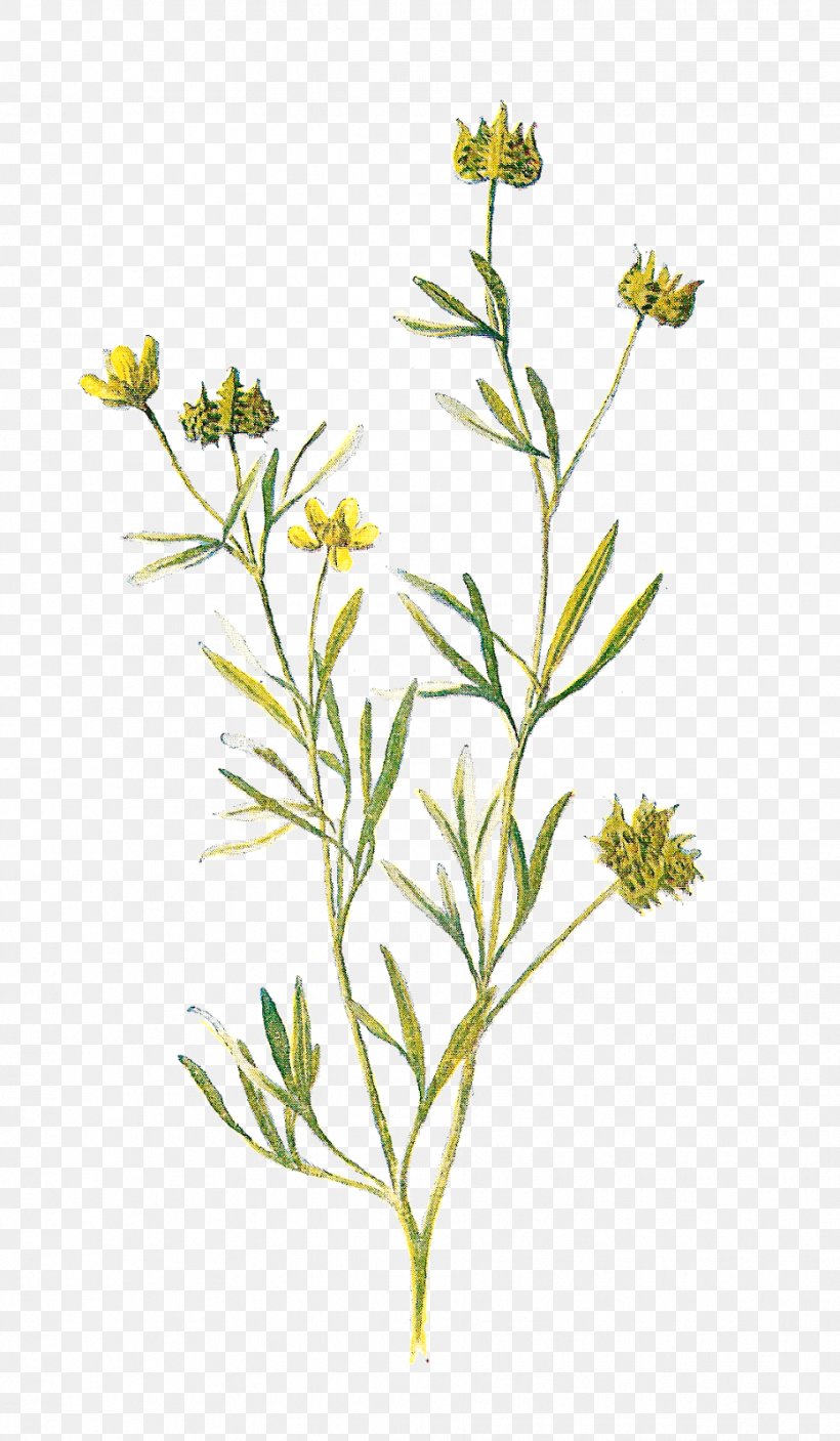 Familiar Wild Flowers Wildflower Printing Lithography, PNG, 932x1600px, Familiar Wild Flowers, Art, Black Cumin, Chamaemelum Nobile, Drawing Download Free