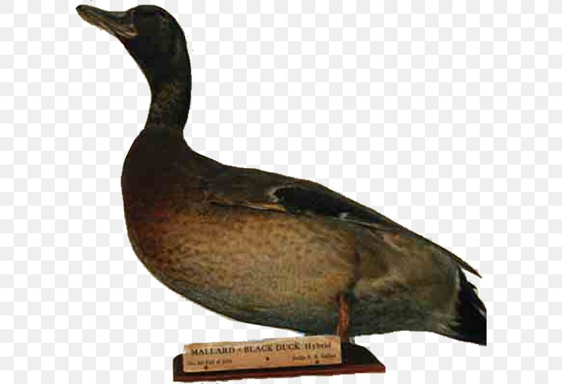 Mallard Goose Duck Decoy Xenia, PNG, 600x560px, Mallard, Beak, Bird, Canada Goose, Canvasback Download Free