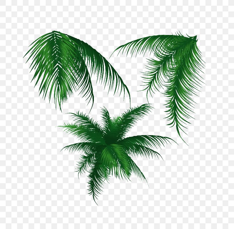 Palm Trees Coconut Vector Graphics Leaf, PNG, 800x800px, Palm Trees, Arecales, Coconut, Grass, Leaf Download Free