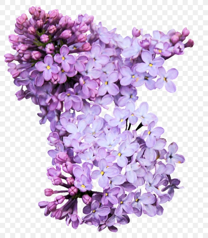 Syzygium Aromaticum Purple Lilac Clip Art, PNG, 800x940px, Syzygium Aromaticum, Blog, Clove, Cut Flowers, English Lavender Download Free