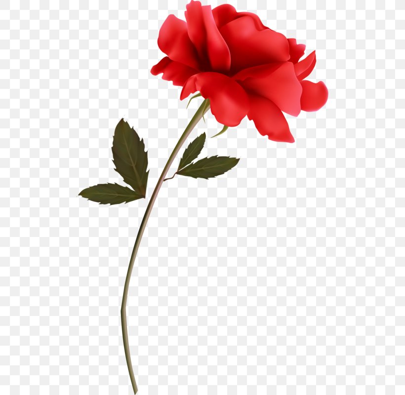 Garden Roses Flower Red Clip Art, PNG, 511x800px, Garden Roses, Beach Rose, Carnation, Cut Flowers, Flower Download Free
