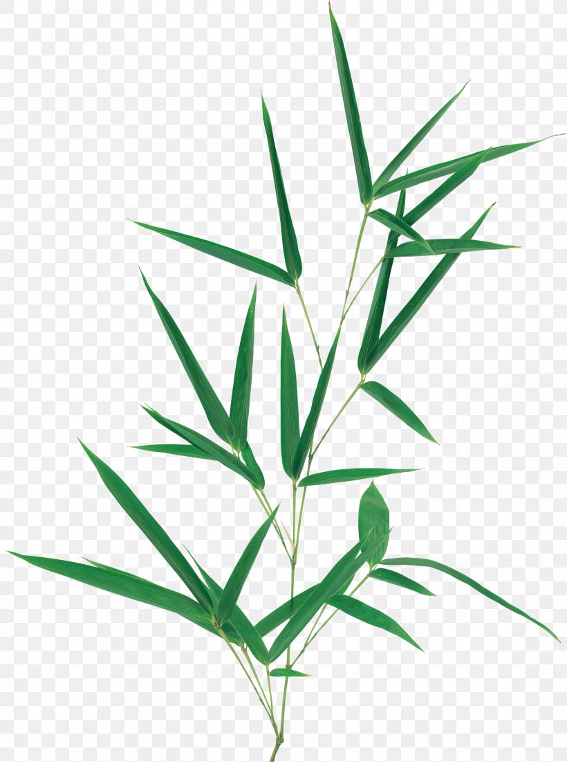 Leaf Plant Stem Megabyte Clip Art, PNG, 2273x3053px, Leaf, Bamboo, Commodity, Grass, Grass Family Download Free