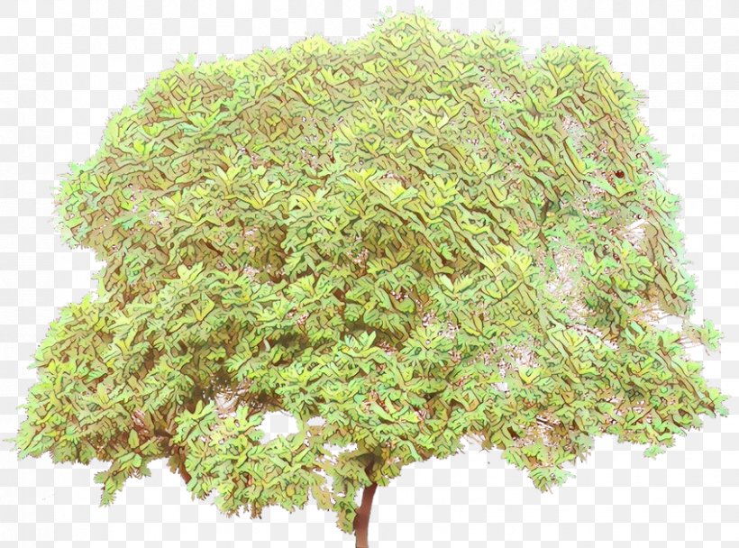 Tree Background, PNG, 849x630px, Tree, Flower, Grass, Herb, Moss Download Free